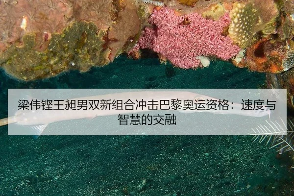 liang-wei-keng-wang-chang-nan-shuang-xin-zu-he-chong-ji-ba-li-ao-yun-zi-ge-su-du-yu-zhi-hui-de-jiao-rong-3-393.jpg